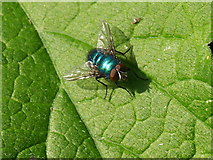 NU1228 : Greenbottle (Lucilia Caesar) family Calliphoridae by Alfie Tait