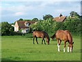 Horses grazing at Lee