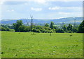 2008 : Cow pasture behind Overcourt Farm