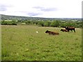 Cows at Golan