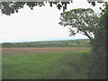 Hay meadow with the village of Dwyran in the background