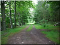 Woodland walkway