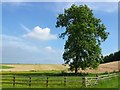 Magnificent Ash tree Higher Wraxall