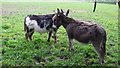 Donkeys near Great Haywood