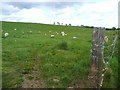 Pasture at Laigh Hapton