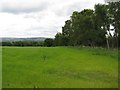 Barley and Shelterbelt at Langside Farm