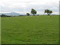 Sheep grazing at Birkenhead