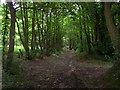 Footpath Through Chetwynd