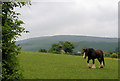 Horse at Winton Street, Alfriston, East Sussex