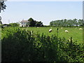 Sheep grazing near Swingfield Minnis