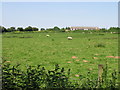 View across the field towards Smezzel