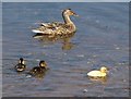 Duck and ducklings, Frogmore