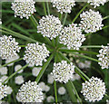 SO6425 : Floral starburst of Fool's parsley by Pauline E