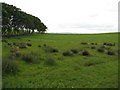 Rushy pasture at Greenbank Farm