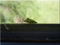 NS4971 : Strange little fellow on my window ledge by Stephen Sweeney