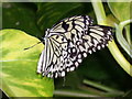 Black and White Butterfly