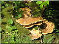NY7163 : (Another) bracket fungus by Mike Quinn