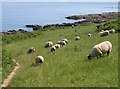 SX7835 : Sheep on the coast path by Derek Harper