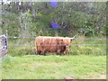 Highland Cow behind Electric Fence