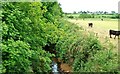 The Drumadonnell River near Ballyward