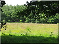 Waste ground at Coddington Cross