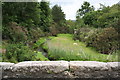 Lush Vegetation by the Carnon River