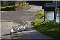 Ducks at South Pool