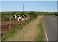 Cows drinking from a trough next to the road