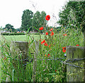 Poppies by field gate