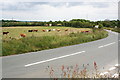 Cows by the Roadside