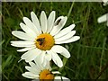 Oxeye Daisy and several insects