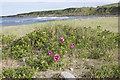 Nigg Bay flowers