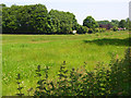 Meadow, Broadmayne