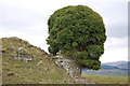 Ivy Tree in shape of human skull at Auchen Castle