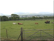 SH4766 : Beef herd at Cefn Dderwen Farm by Eric Jones