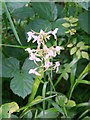 SU0019 : Lesser Butterfly-orchid (Platanthera bifolia) by Maigheach-gheal