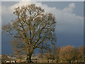 Oak Tree in Oving