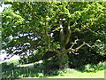 Ancient oak near Parnham