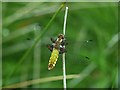 SX2174 : Dragonfly, Smallacoombe Downs by Derek Harper