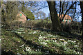 Snowdrops in Bunces Lane, Oving