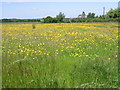 Flower filled meadow near Deerson Farm