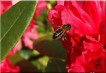NU1228 : Honey Bee (Apis mellifera) on Rhododendron at Twizell Mill by Alfie Tait