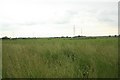 Farmland, Church Laneham (2)