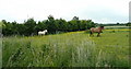 Paddock east of Kirk Ley Road