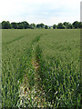 View south across wheatfield