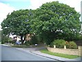 Two fine oak trees, junction West End Rise & West End Close