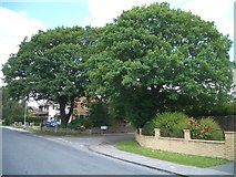 SE2238 : Two fine oak trees, junction West End Rise & West End Close by Hugh Allan