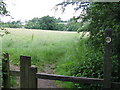 Rough ground by Laugherne Brook