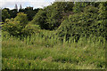 Potwell Dyke Grasslands