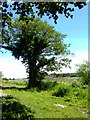 Tree and marshland